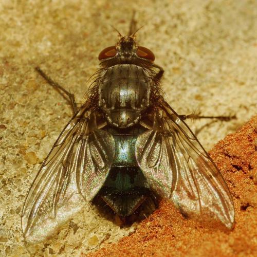 Réf. 316 934 : Calliphora vicina